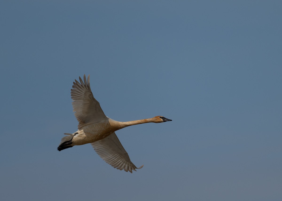 Trumpeter Swan - Sheila and Ed Bremer