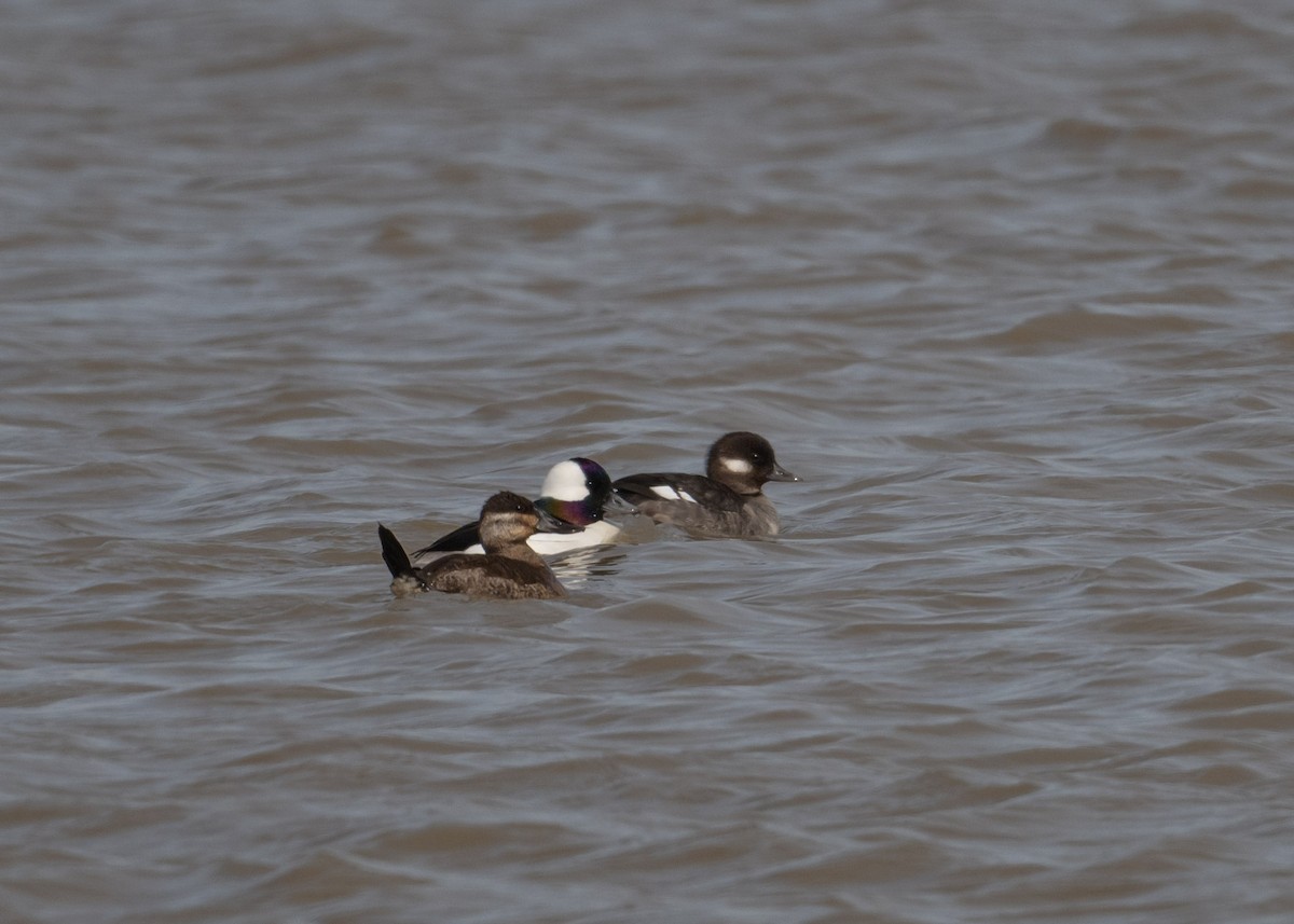 Ruddy Duck - ML616525676