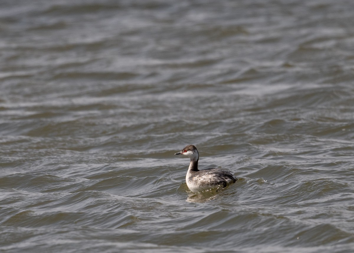 Horned Grebe - ML616525683