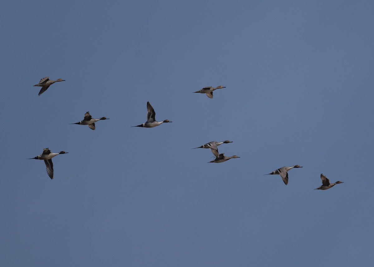 Northern Pintail - ML616525708