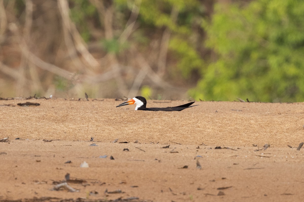 Black Skimmer - Nige Hartley