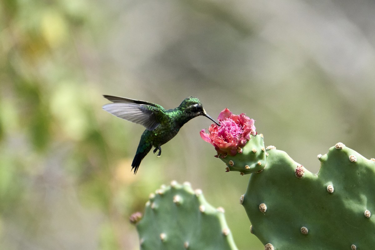 Blue-tailed Emerald - ML616525736