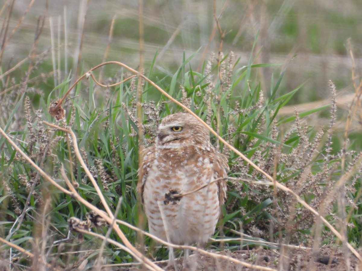 Burrowing Owl - ML616525738