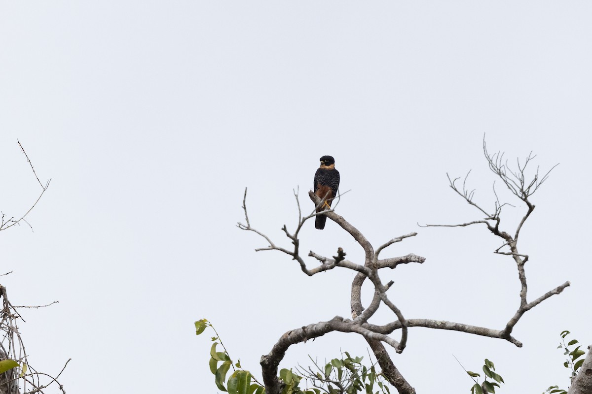 Bat Falcon - Nige Hartley