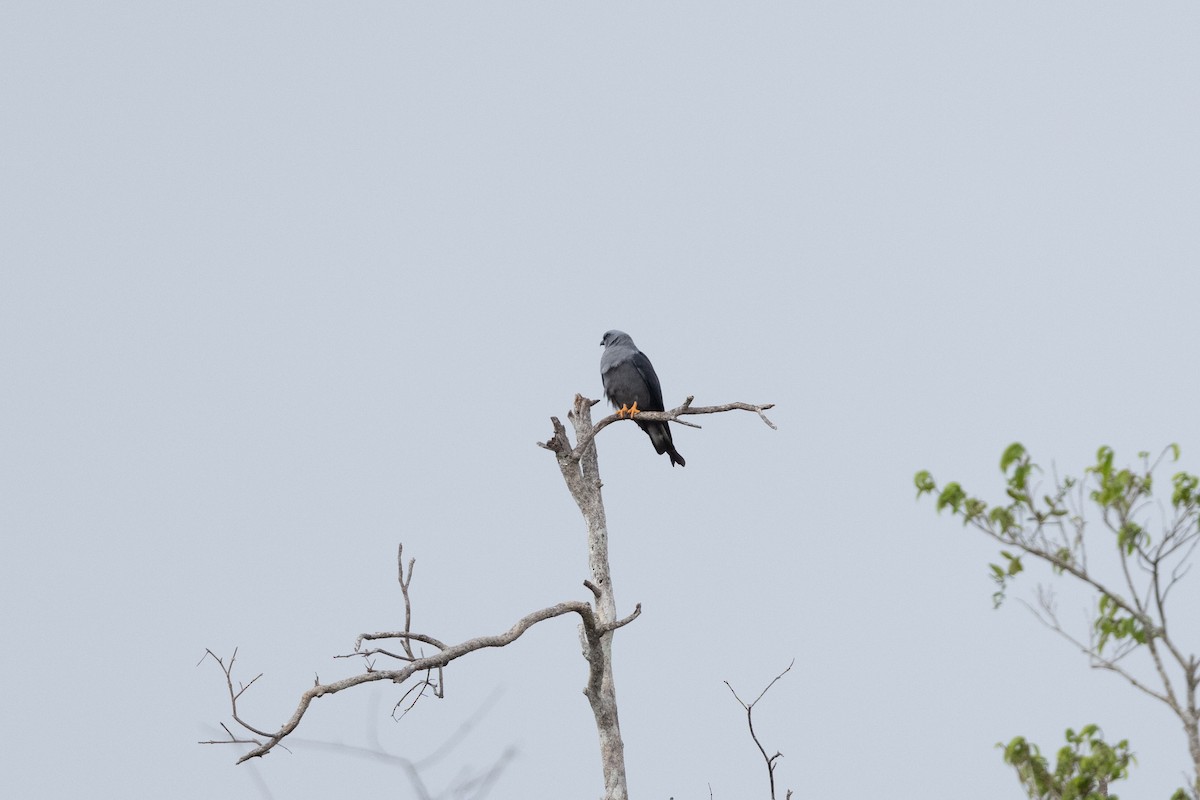 Plumbeous Kite - Nige Hartley