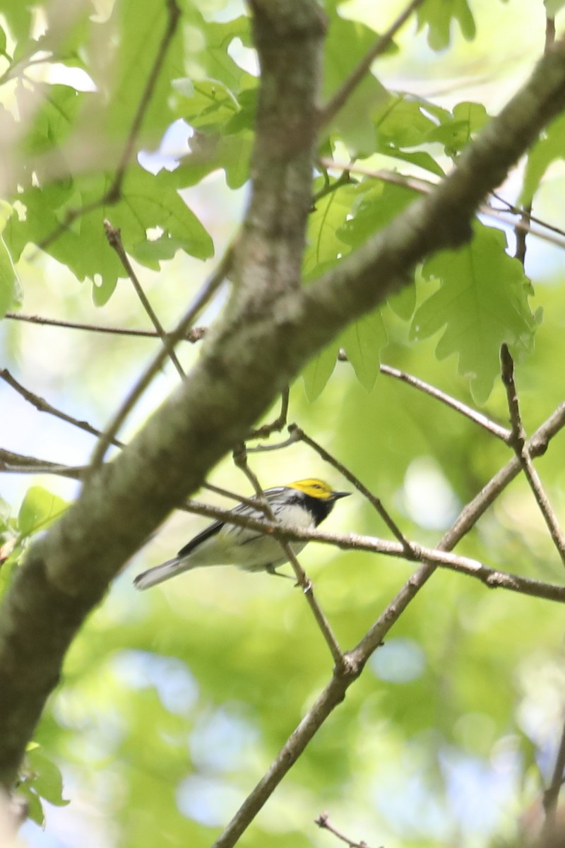 Black-throated Green Warbler - Emily Holcomb