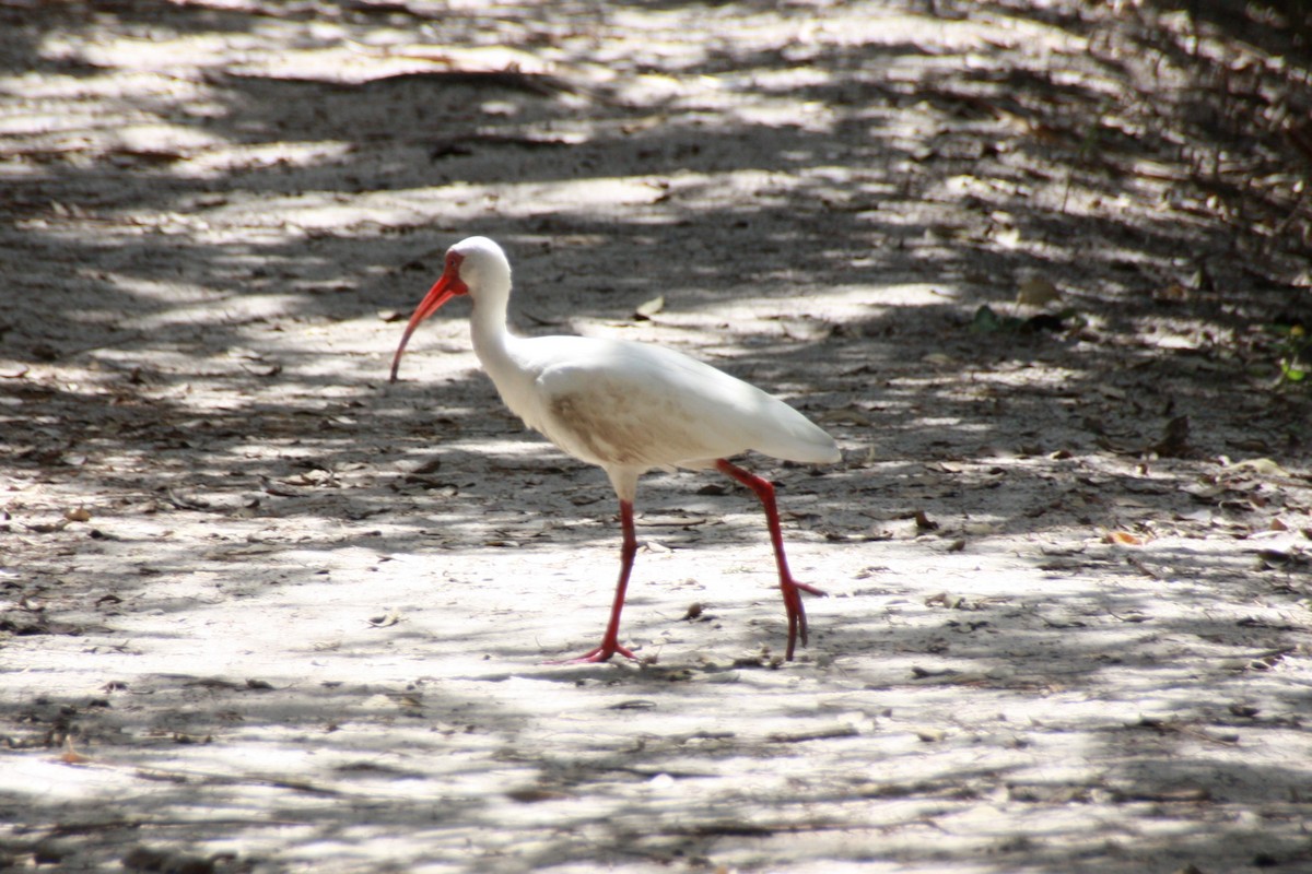 ibis bílý - ML616525798