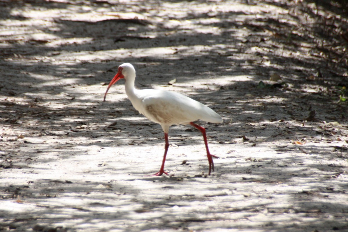 Ibis blanc - ML616525798