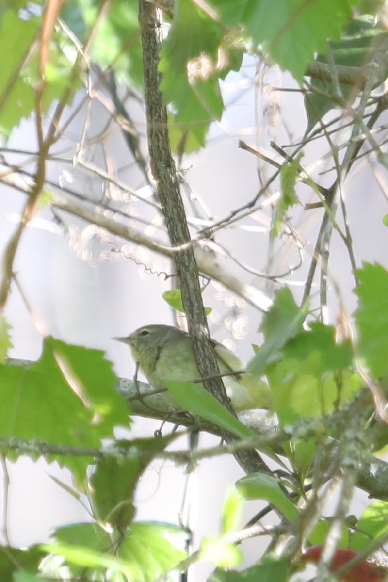 Orange-crowned Warbler - Emily Holcomb