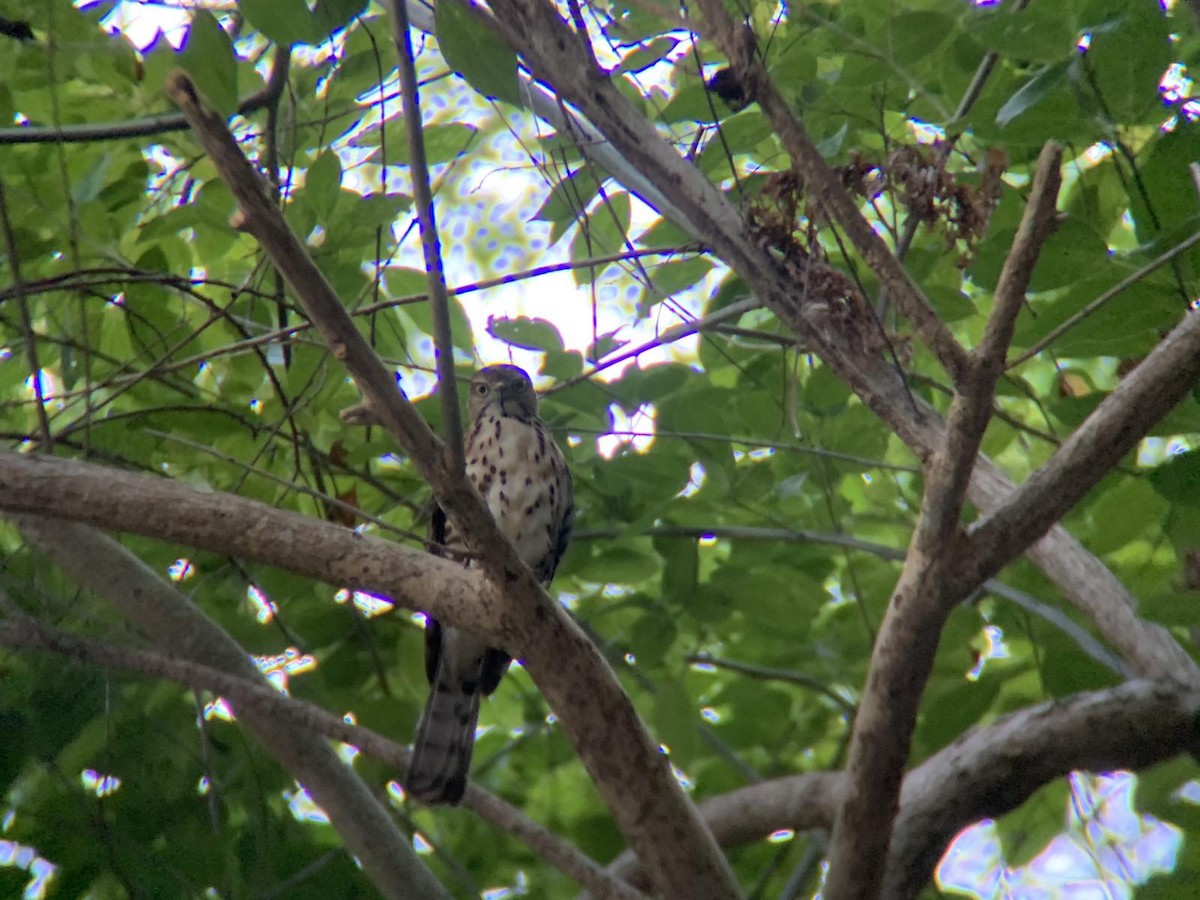 Crested Goshawk - ML616525800