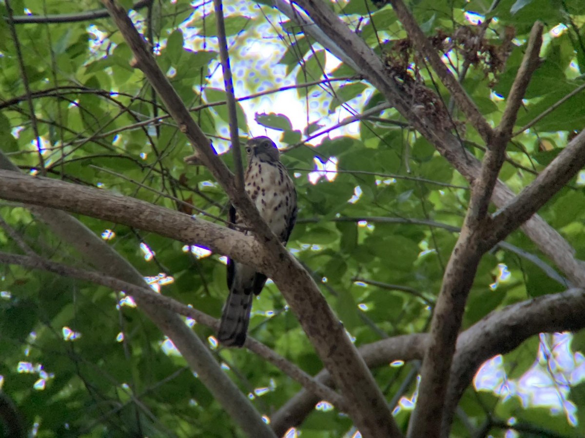 Crested Goshawk - ML616525801