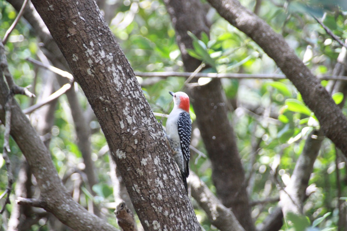 Red-bellied Woodpecker - Maggie Paxson