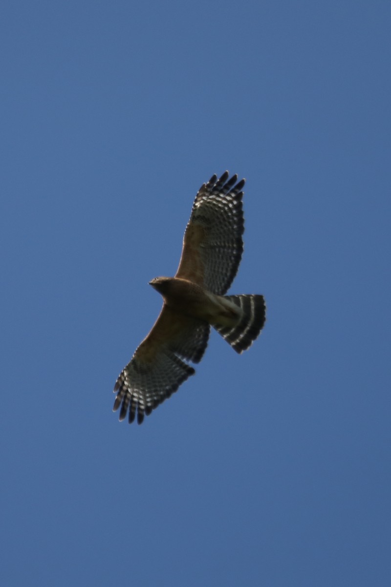Red-shouldered Hawk - Emily Holcomb