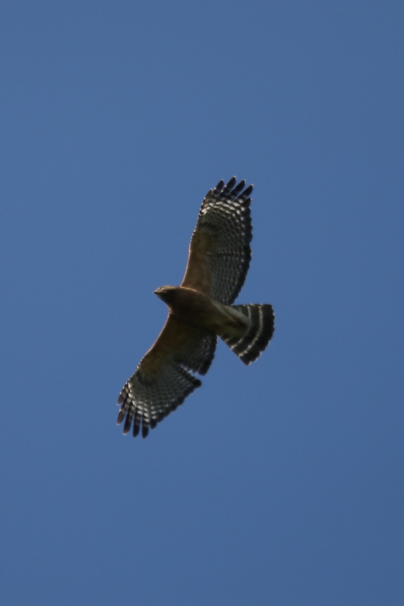 Red-shouldered Hawk - ML616525819