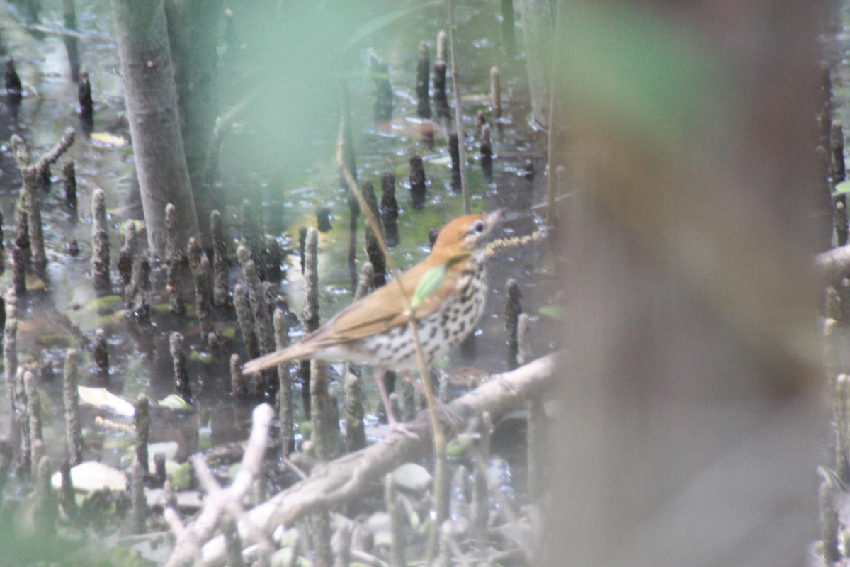 Wood Thrush - Maggie Paxson