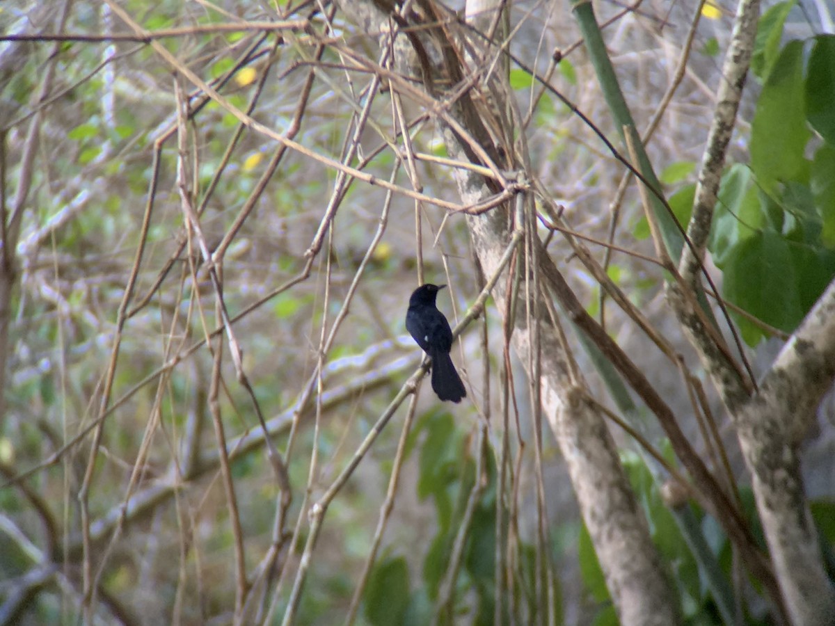 White-vented Shama - GIAN MANUEL LOPEZ