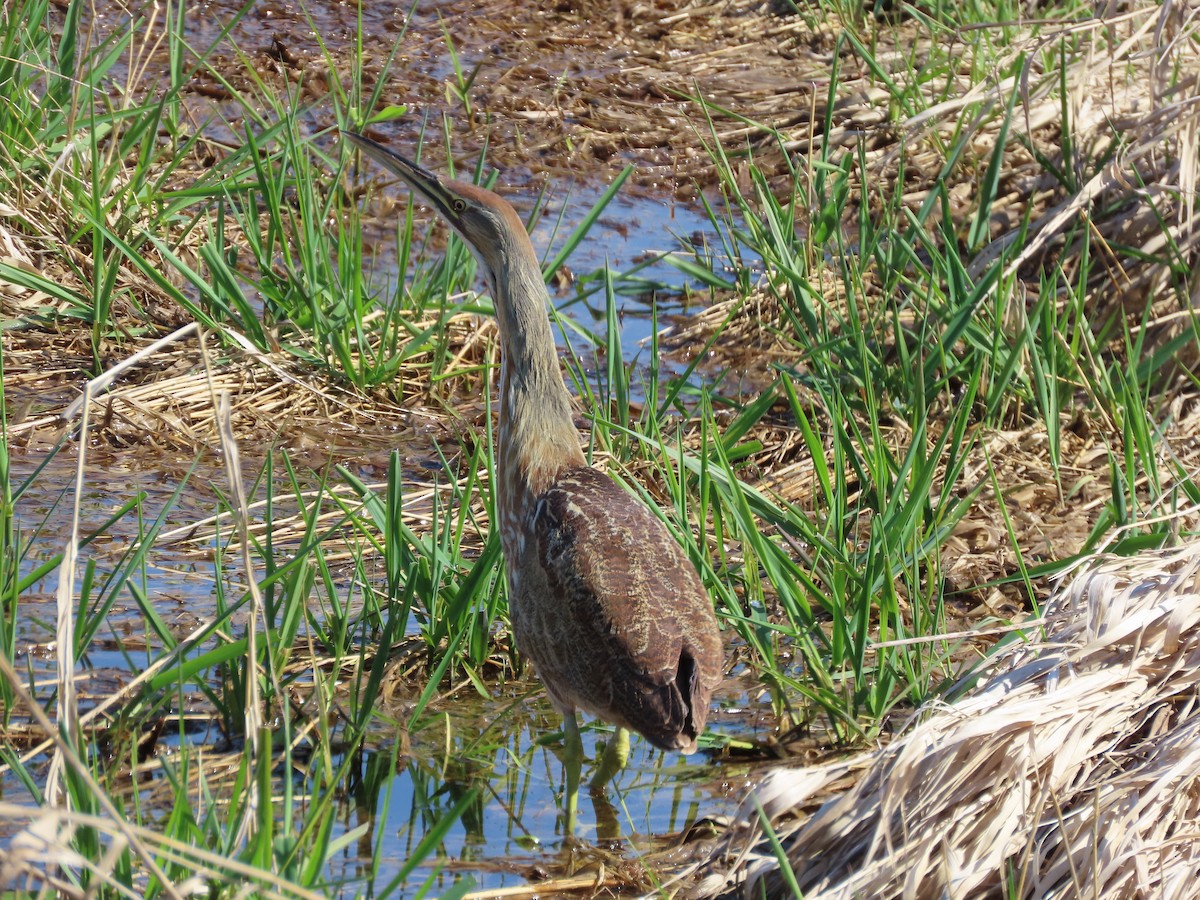 American Bittern - ML616525835