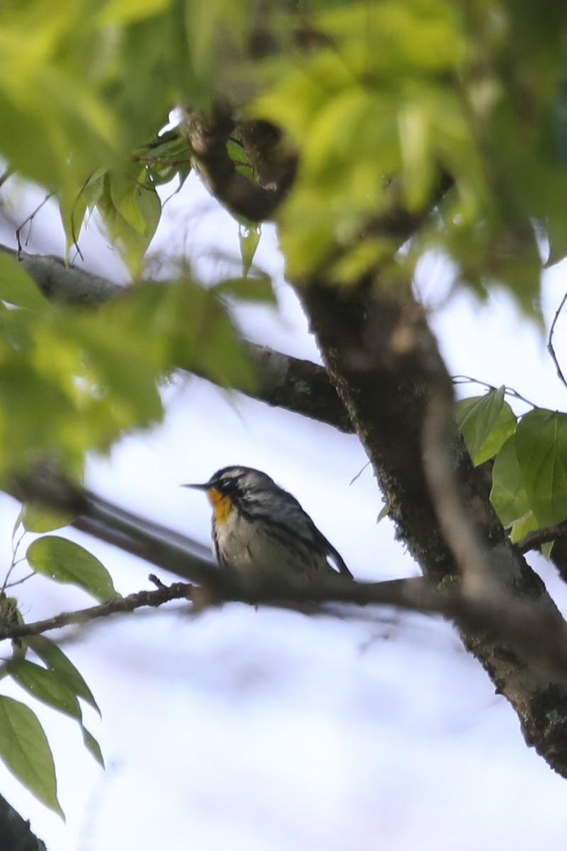 Yellow-throated Warbler - Emily Holcomb