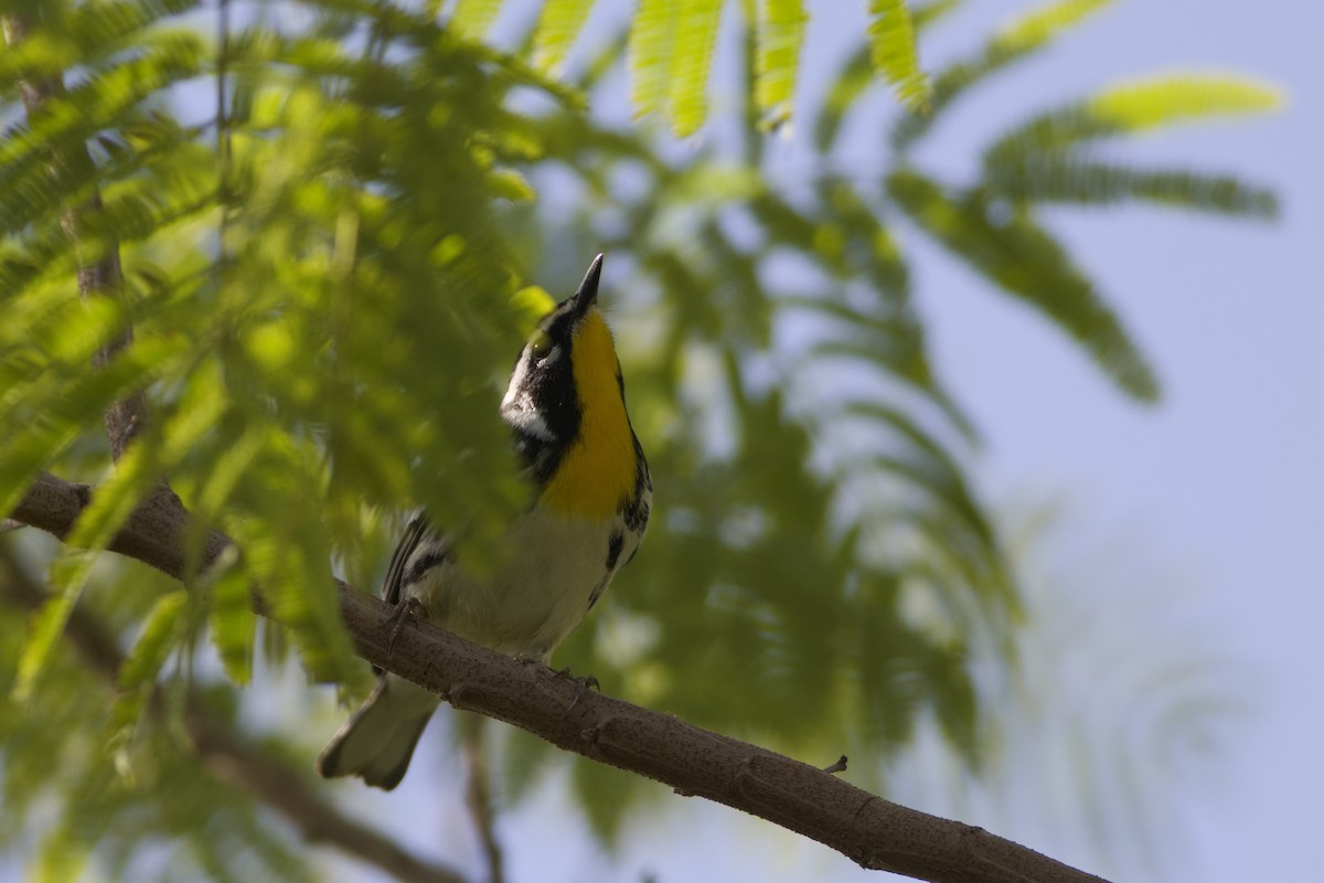 Yellow-throated Warbler - Gaelen Schnare