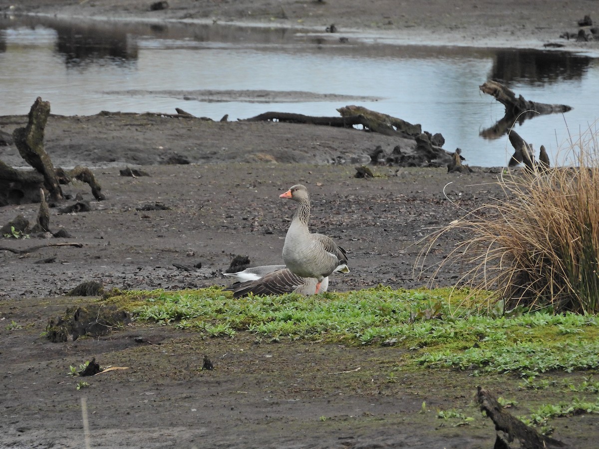 Graylag Goose - ML616525942