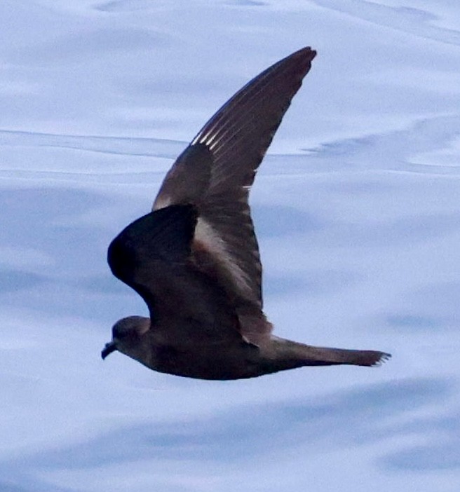 Markham's Storm-Petrel - ML616525964