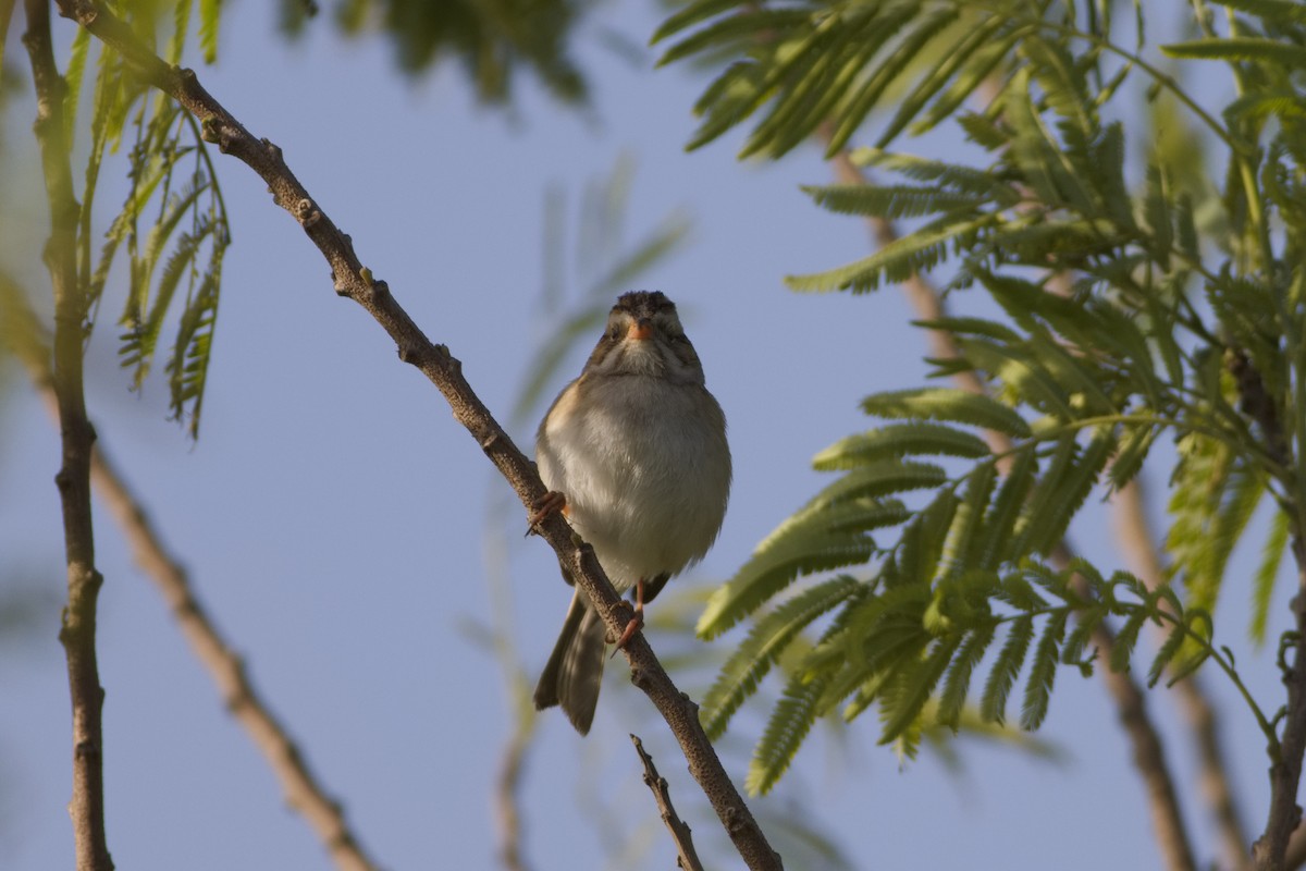 Clay-colored Sparrow - Gaelen Schnare