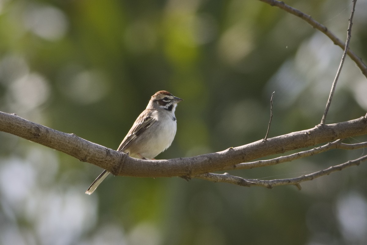 Lark Sparrow - ML616525970