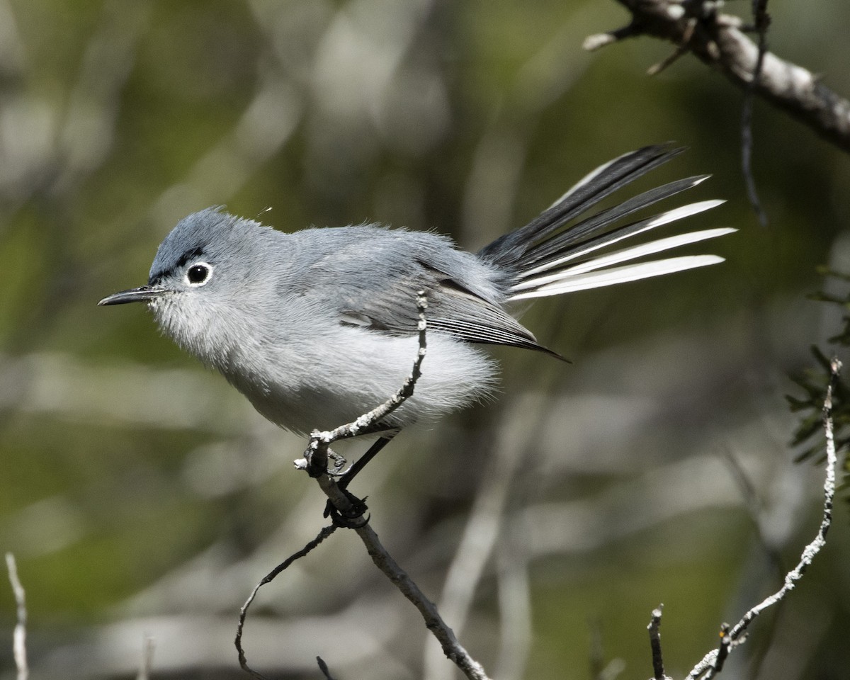 Gobemoucheron gris-bleu - ML616525971