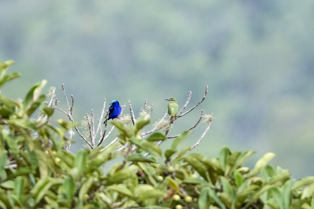 Red-legged Honeycreeper - ML616525983