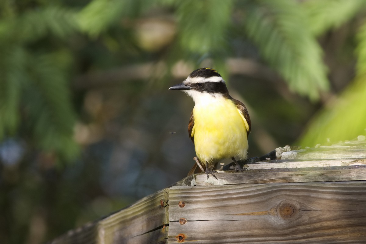 Great Kiskadee - ML616526015