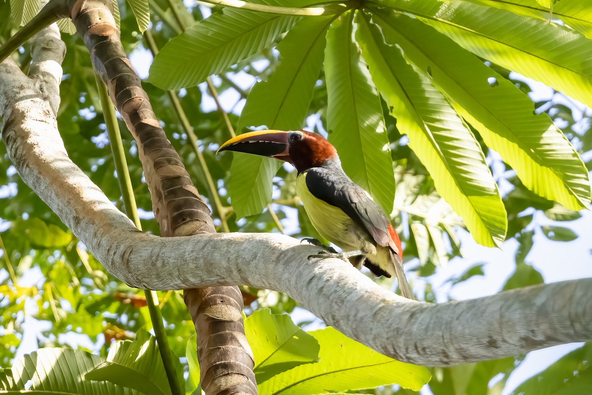 Green Aracari - ML616526121