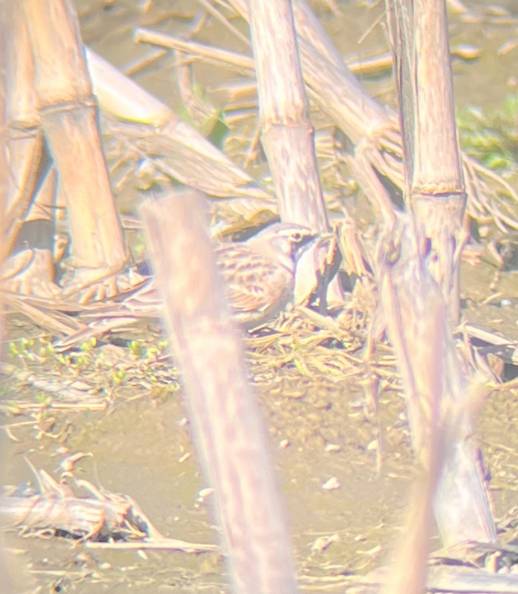 Horned Lark - Stephen Chase