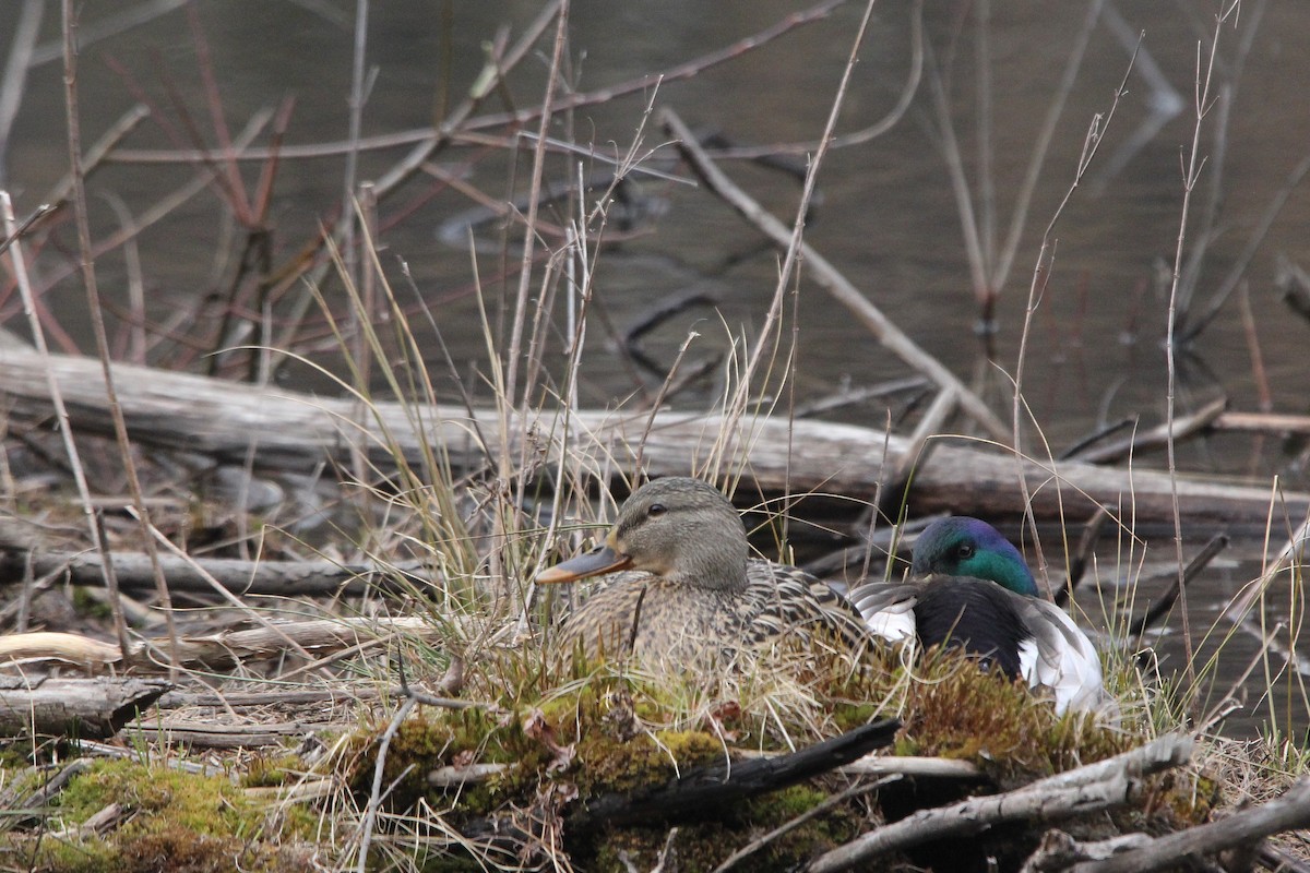 Canard colvert - ML616526175