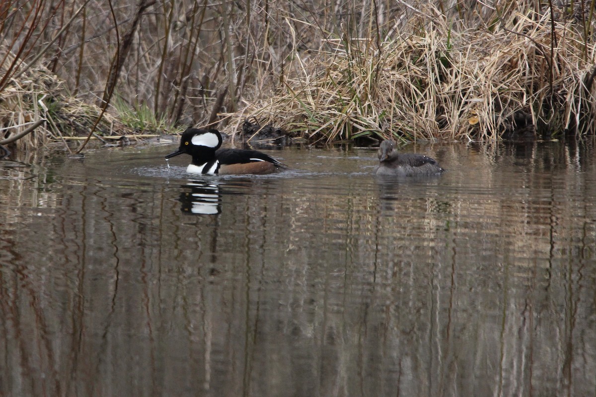 Hooded Merganser - ML616526183