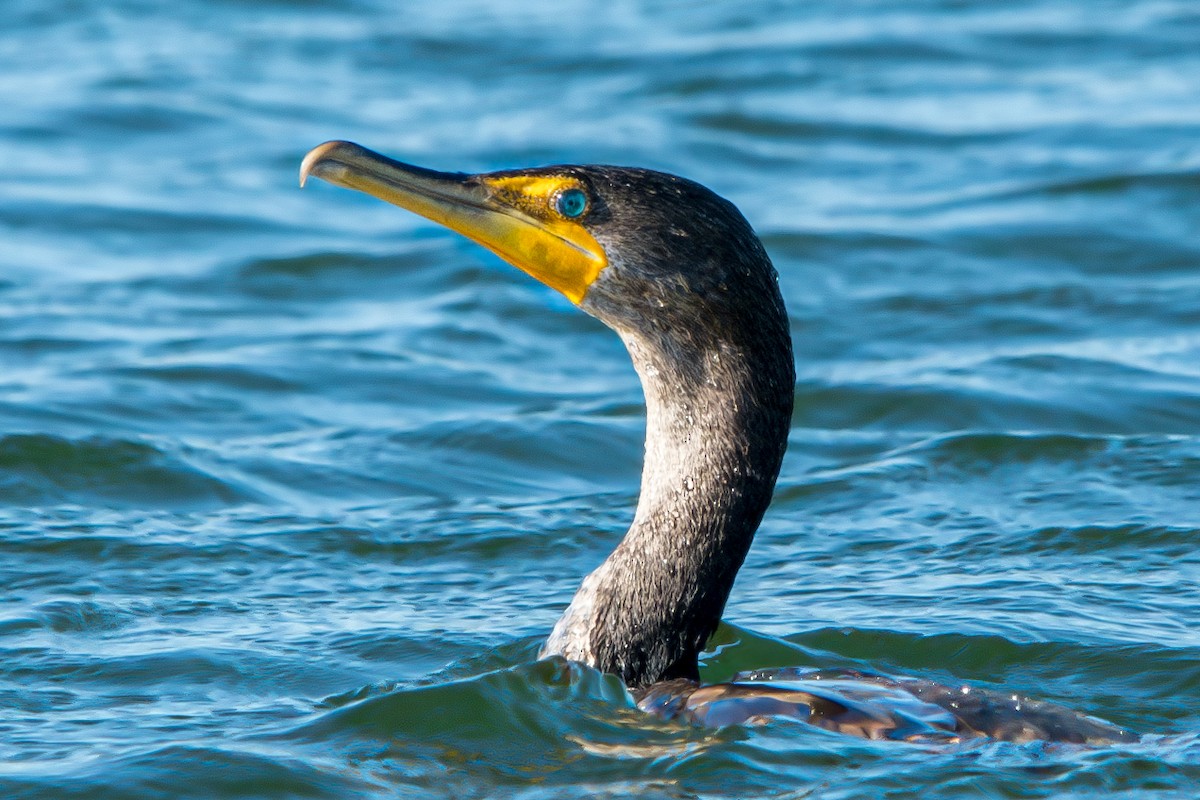 Double-crested Cormorant - Tim Vellutini