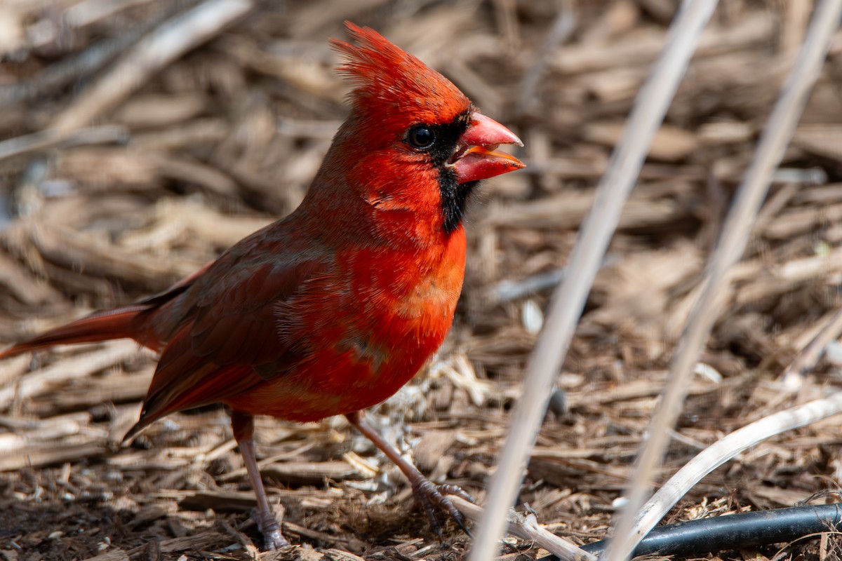 Cardinal rouge - ML616526209