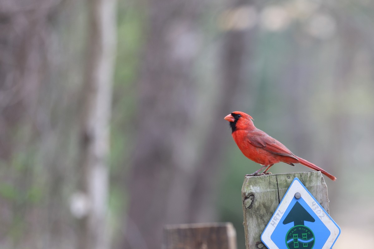 Northern Cardinal - ML616526242