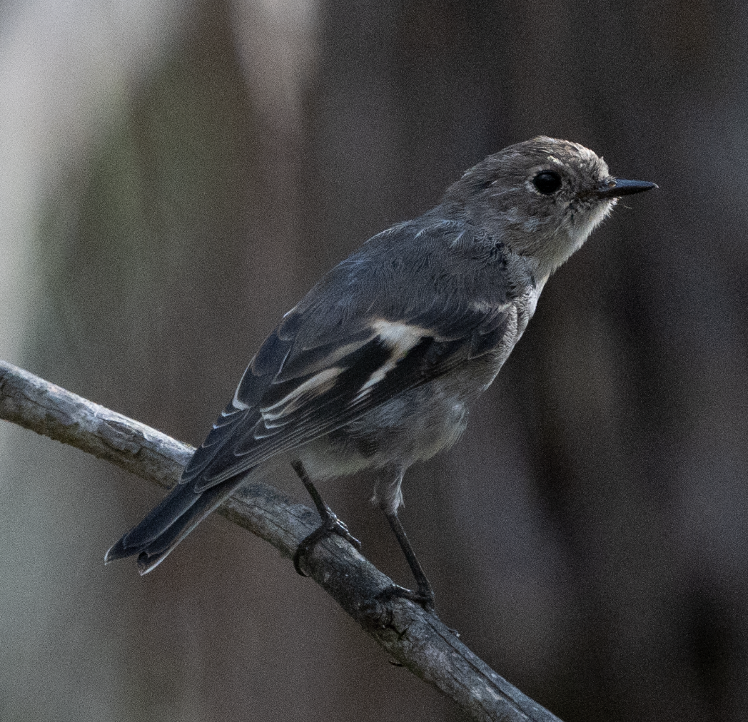 Flame Robin - Zachary Arnold