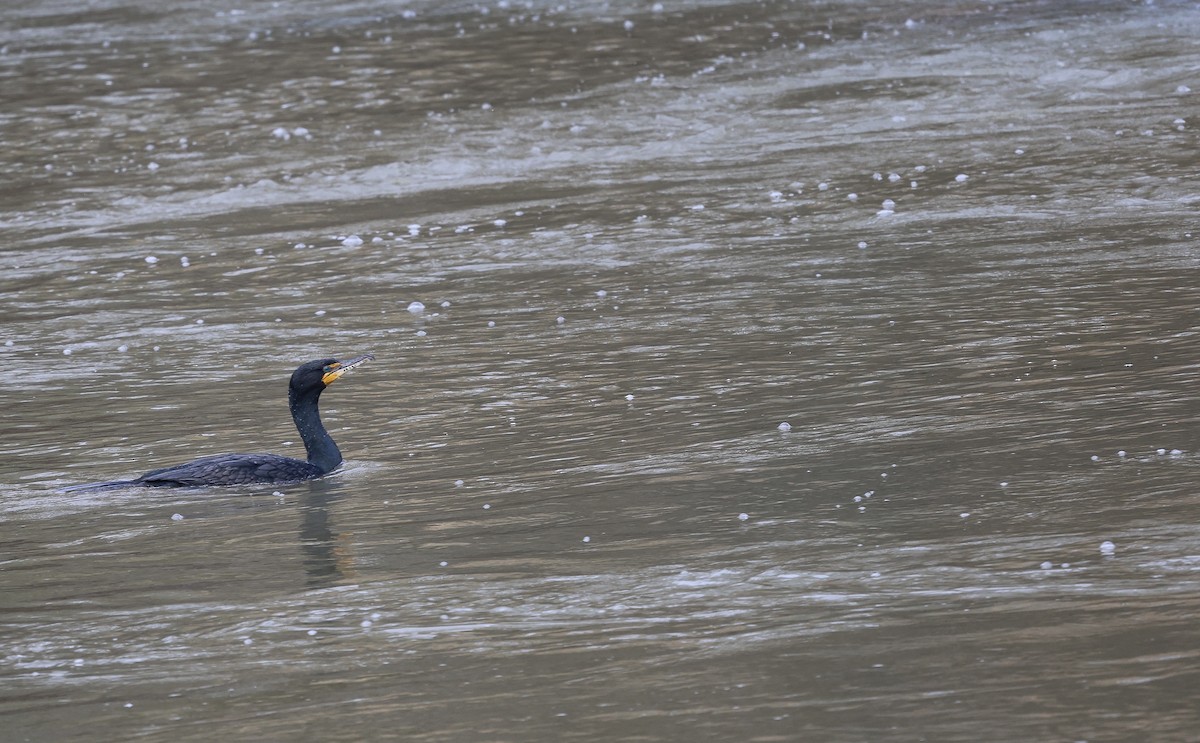 Double-crested Cormorant - ML616526251