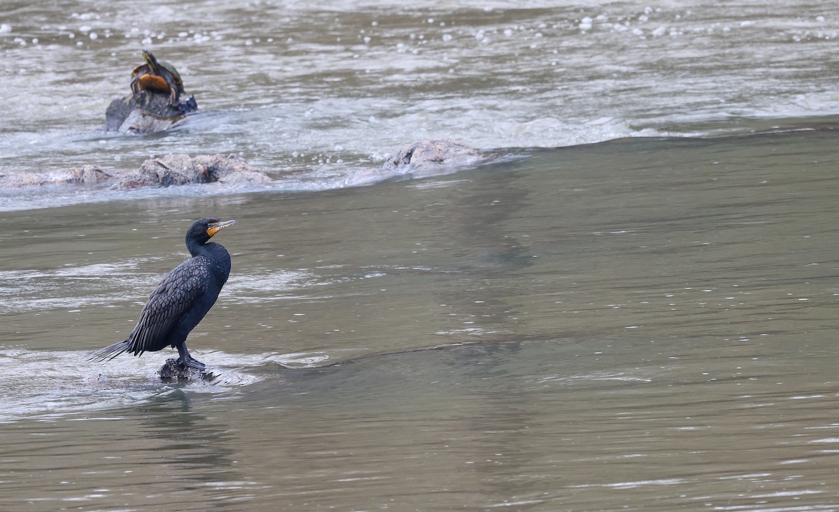 Double-crested Cormorant - ML616526252