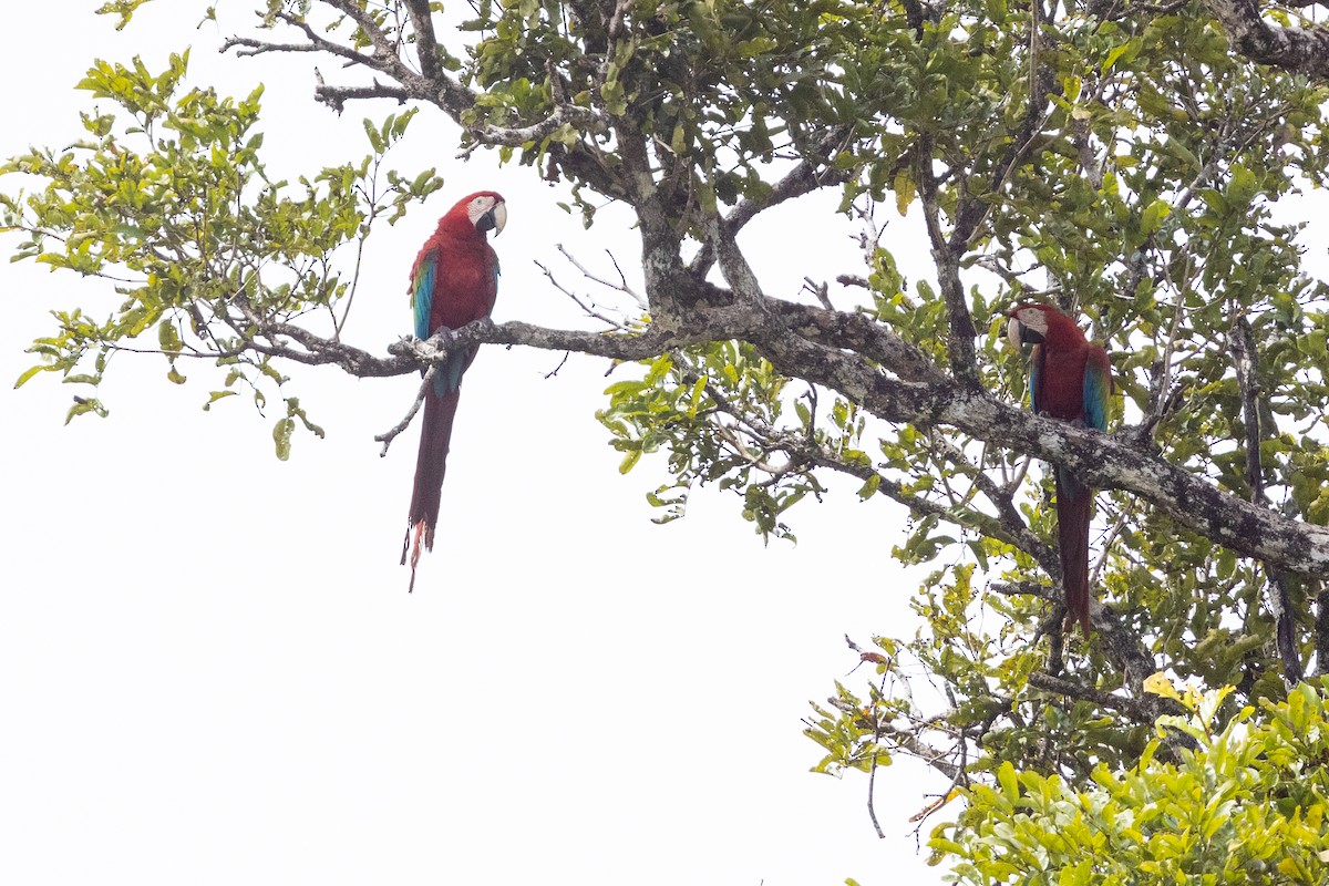 Red-and-green Macaw - Nige Hartley