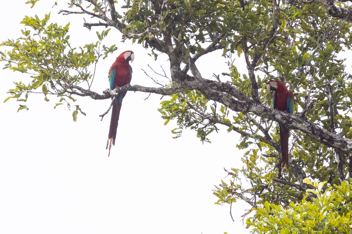 Guacamayo Aliverde - ML616526263