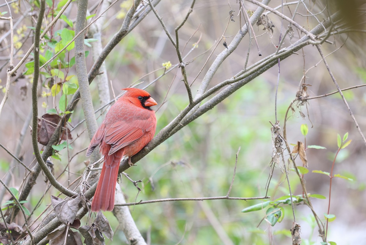 Northern Cardinal - ML616526272