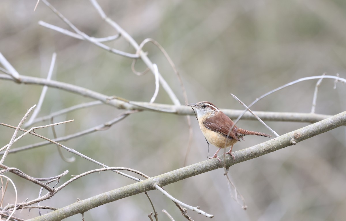Carolina Wren - ML616526275