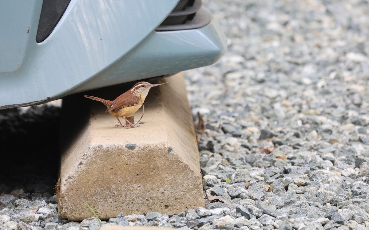 Carolina Wren - ML616526276