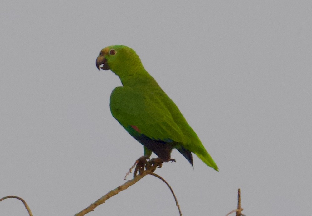 Red-lored Amazon - ML616526277