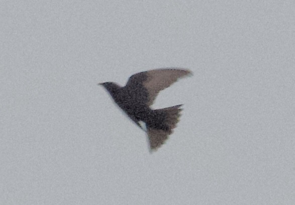 Purple Martin - ML616526282