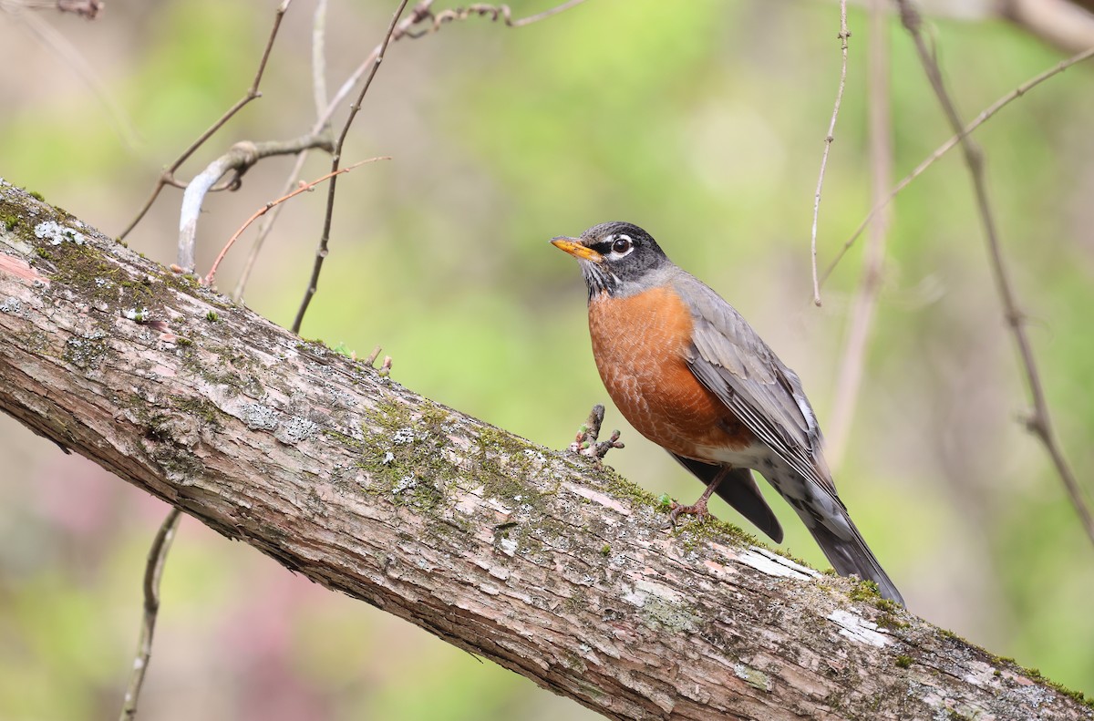 American Robin - Ezra H