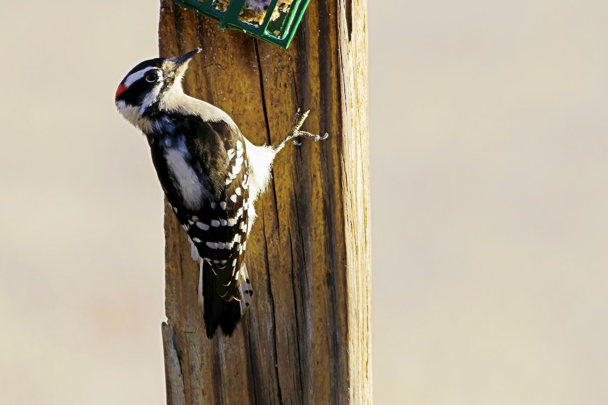 Downy Woodpecker - Stephen Cook