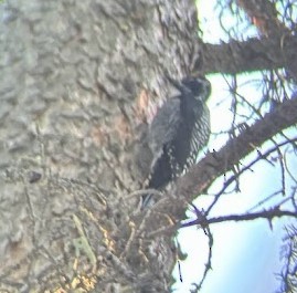 アメリカミユビゲラ（fasciatus） - ML616526373